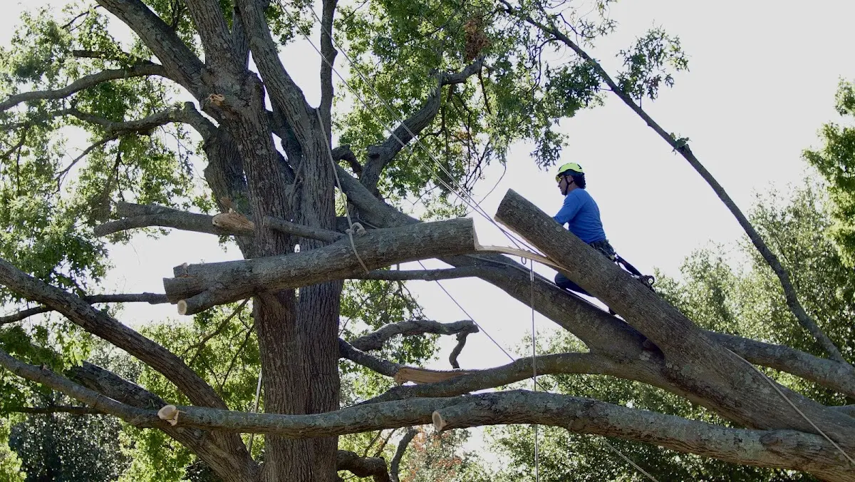 Professional Crown Thinning performed by certified arborists in Pickstown