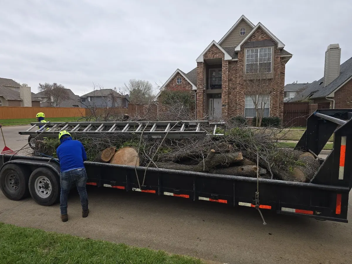 Expert Tree Removal with proper safety equipment in Pickstown